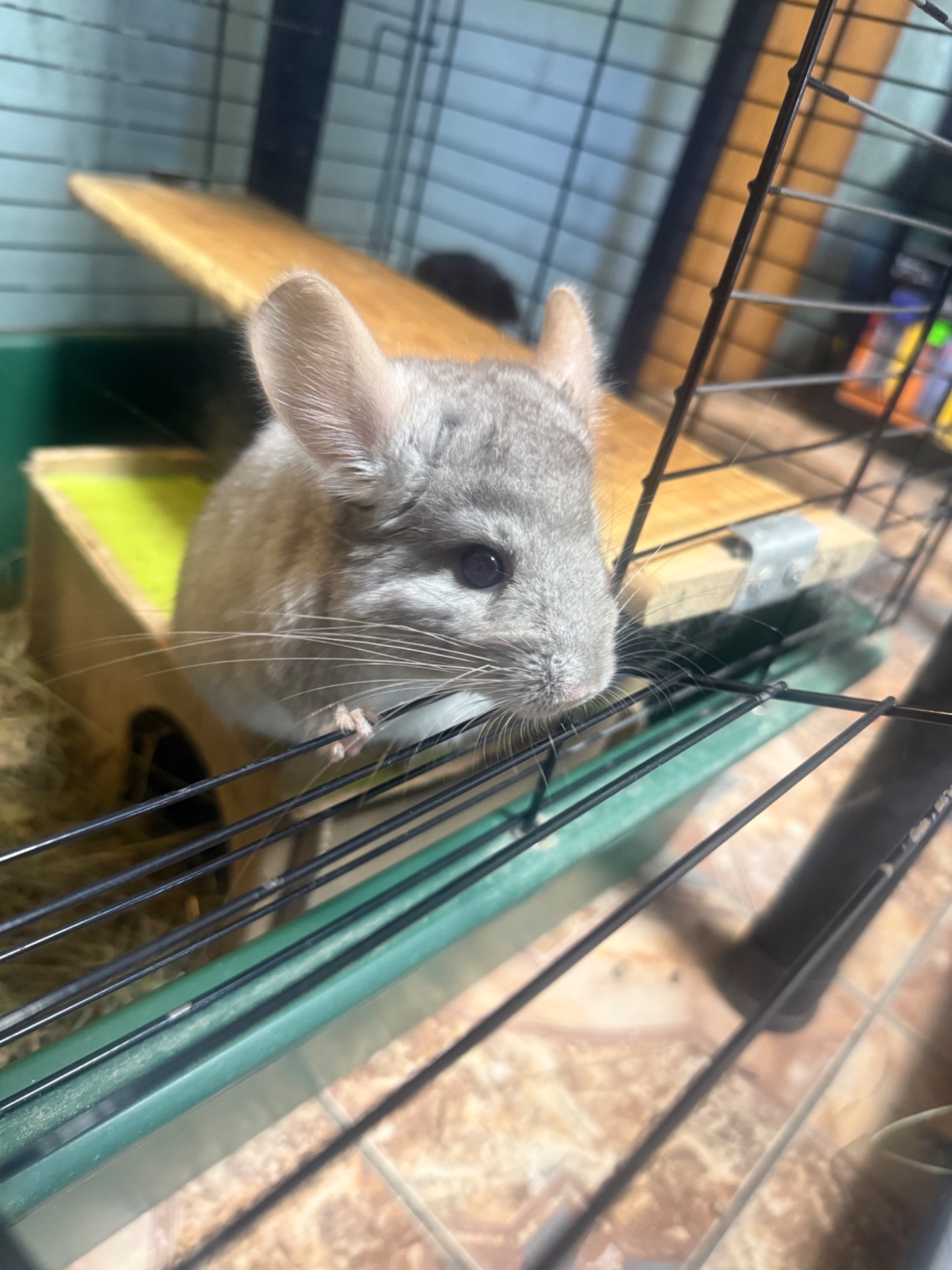 Шиншила хлопчики та дівчатка сірі, білі, бежеві, чорні