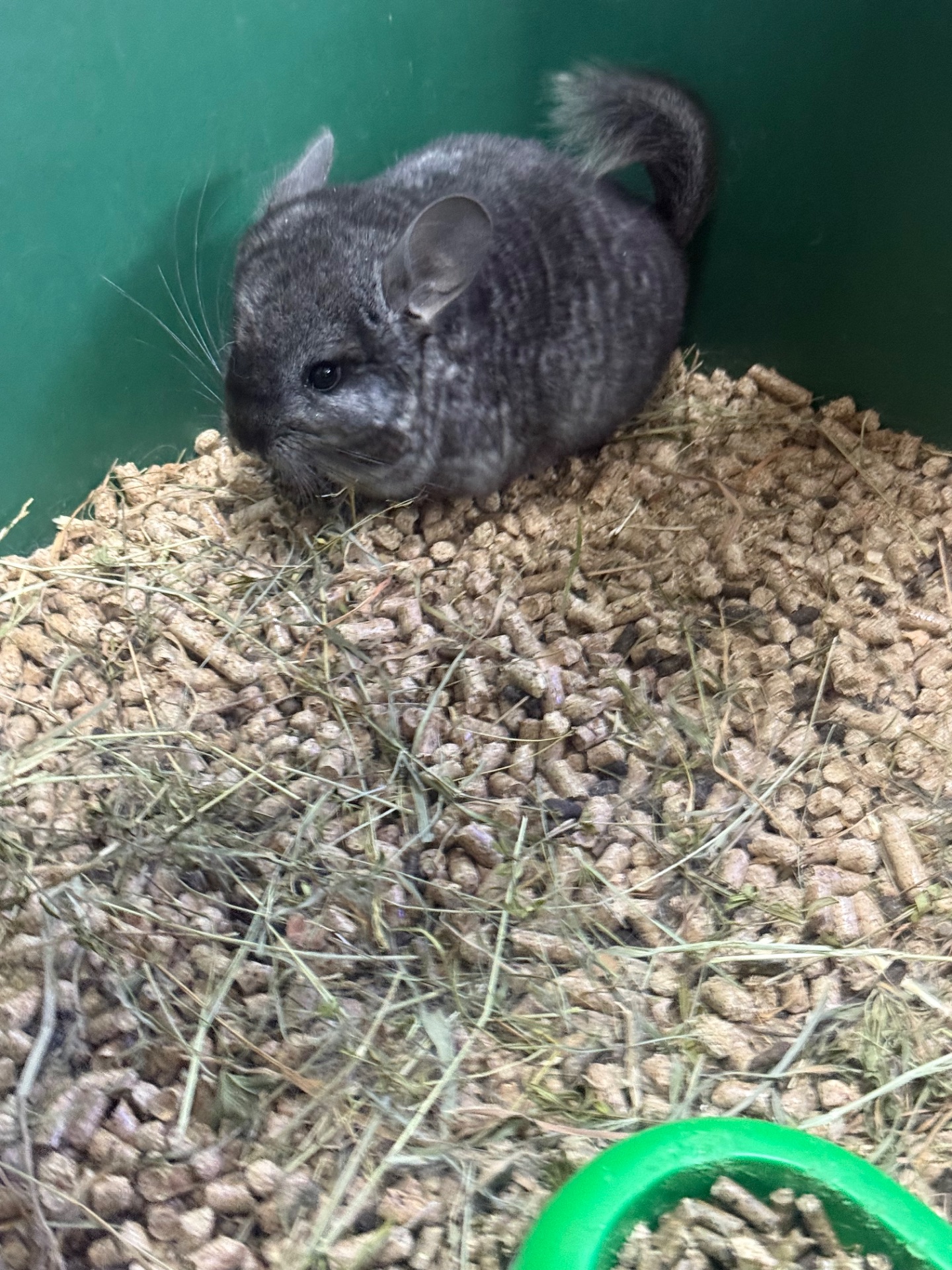 Шиншила хлопчики та дівчатка сірі, білі, бежеві, чорні