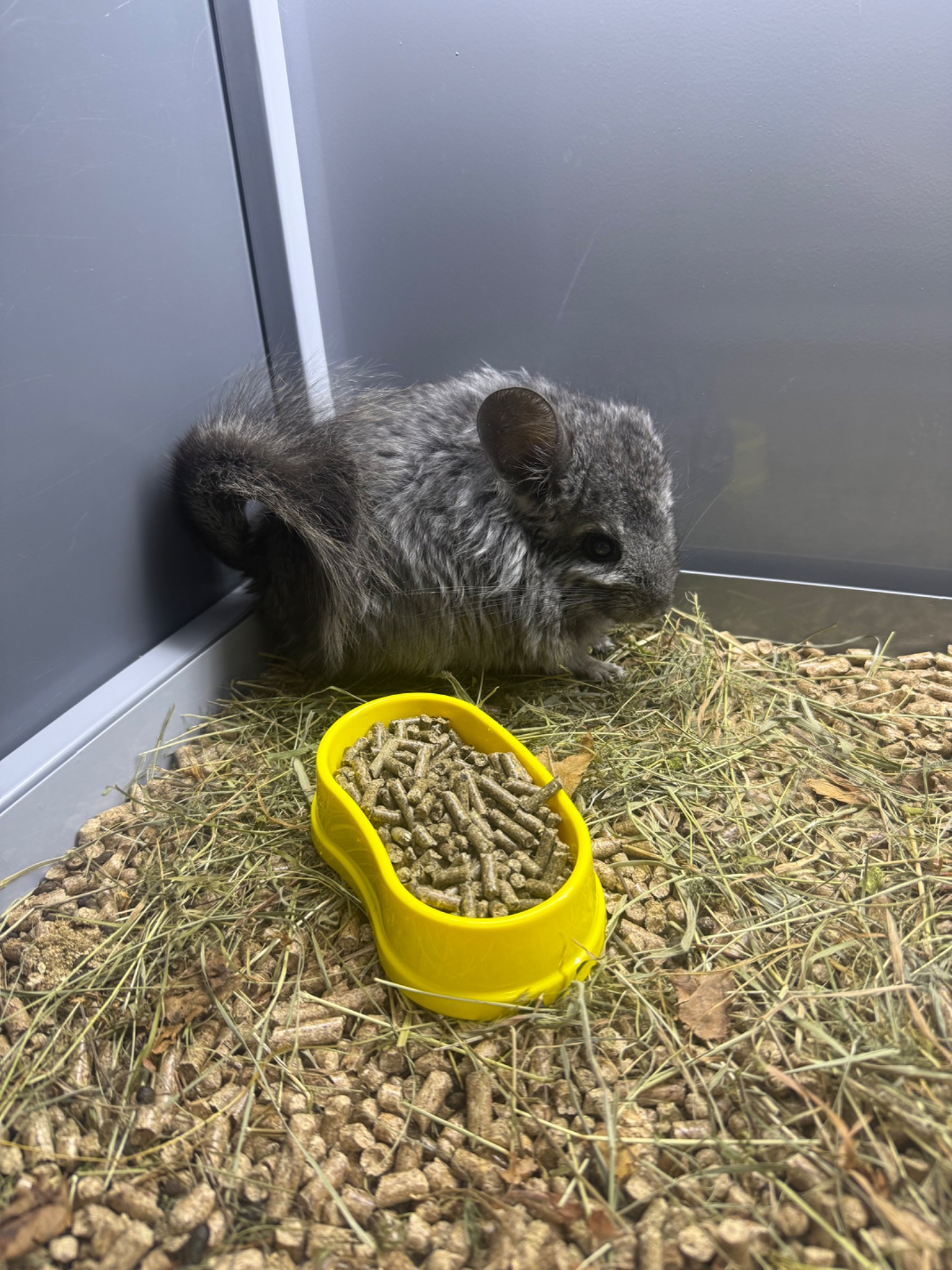 Шиншила хлопчики та дівчатка сірі, білі, бежеві, чорні