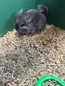 Шиншила хлопчики та дівчатка сірі, білі, бежеві, чорні