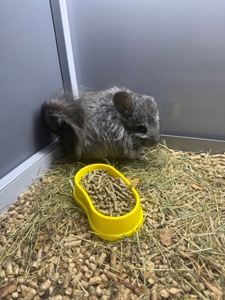 Шиншила хлопчики та дівчатка сірі, білі, бежеві, чорні