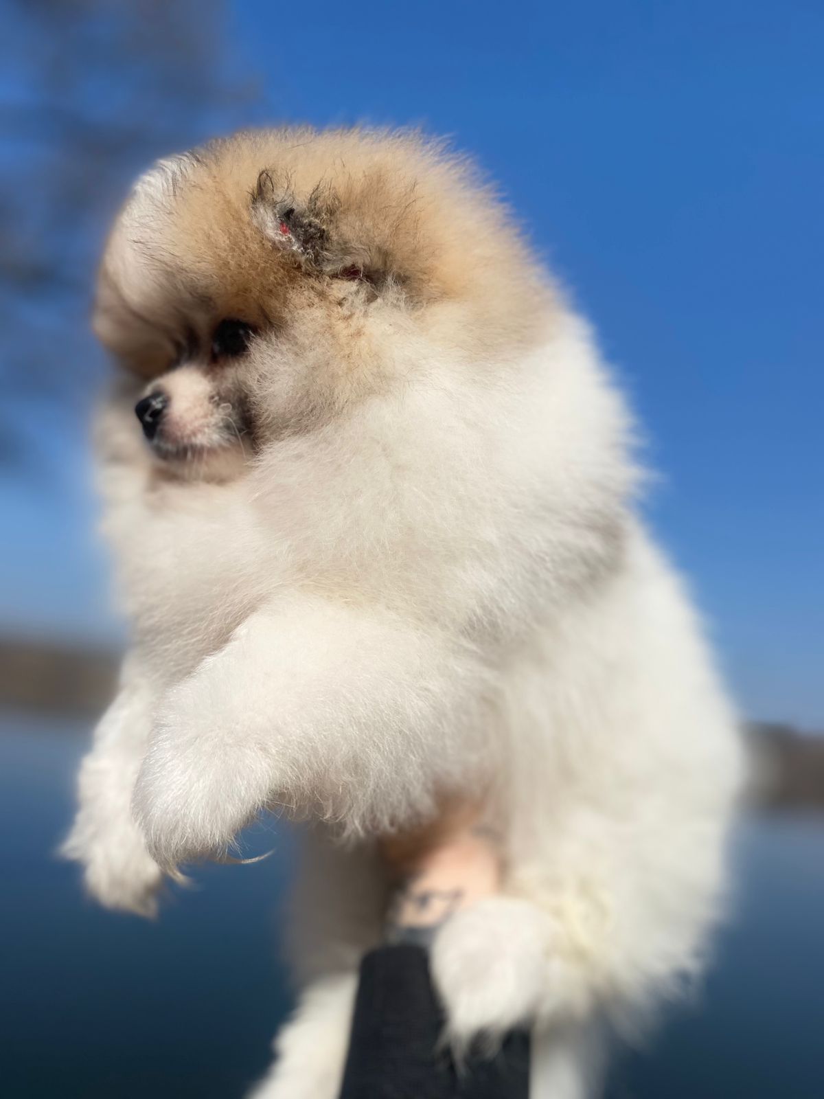 Померанский шпиц