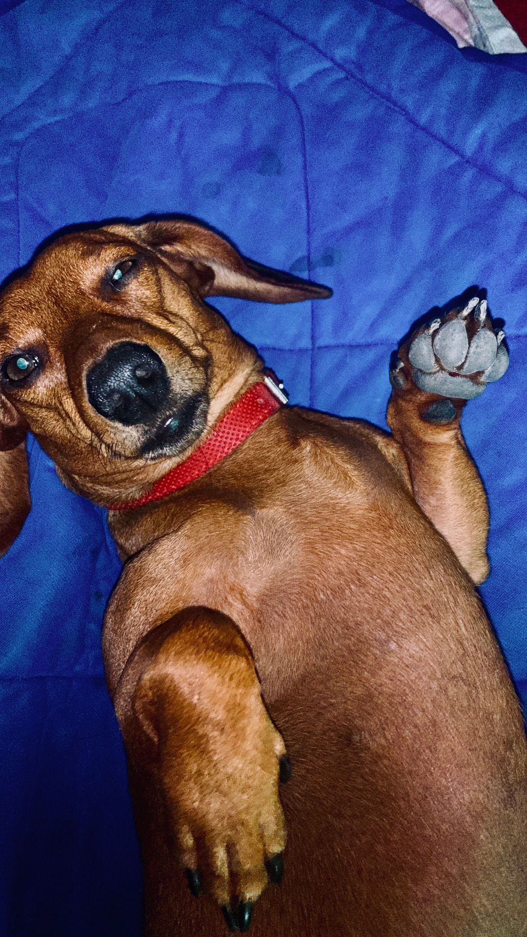 Такса вʼязка