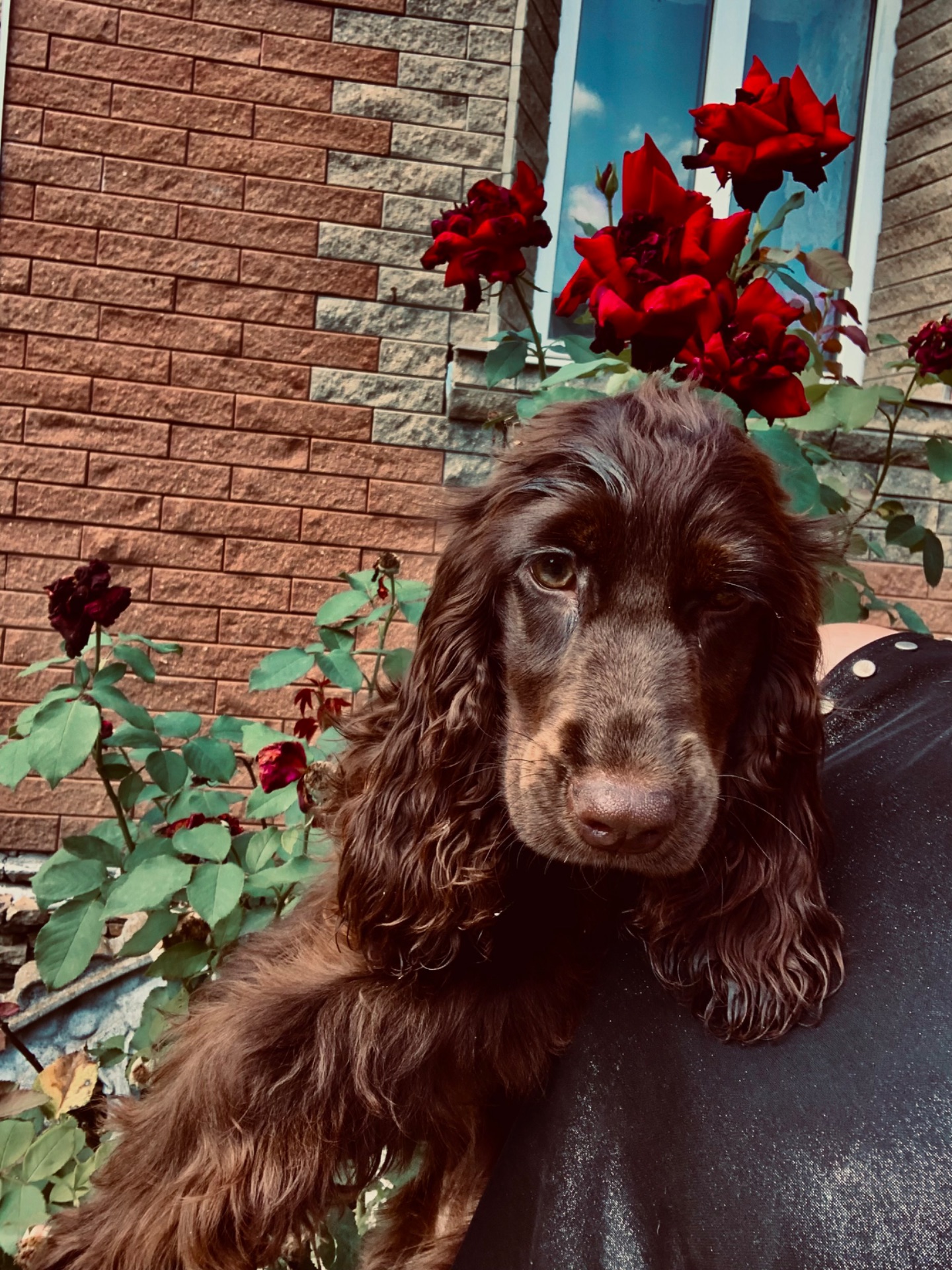 Вʼязка Кокер спанієль