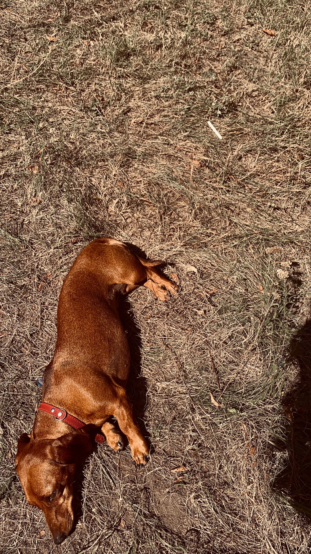 Такса вʼязка