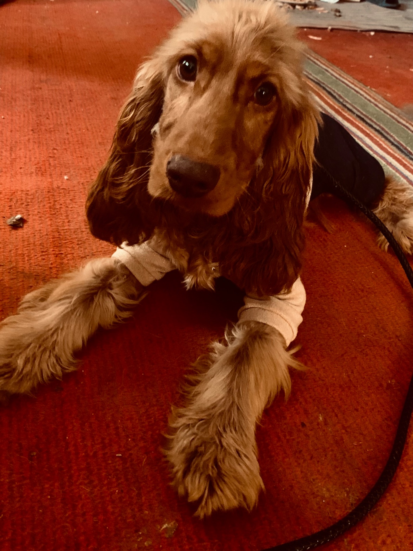 Вʼязка Кокер Спанієль