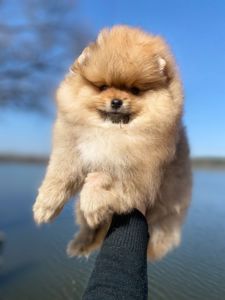 Щенки Померанского шпица