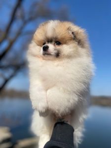 Померанский шпиц