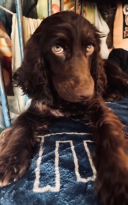 Вʼязка Кокер спанієль