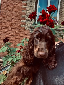 Вʼязка Кокер спанієль