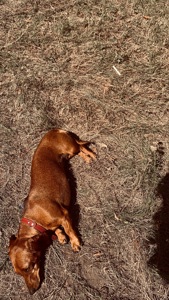 Такса вʼязка