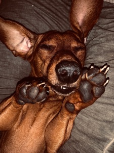 Такса вʼязка