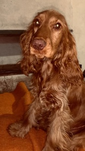 Вʼязка Кокер Спанієль