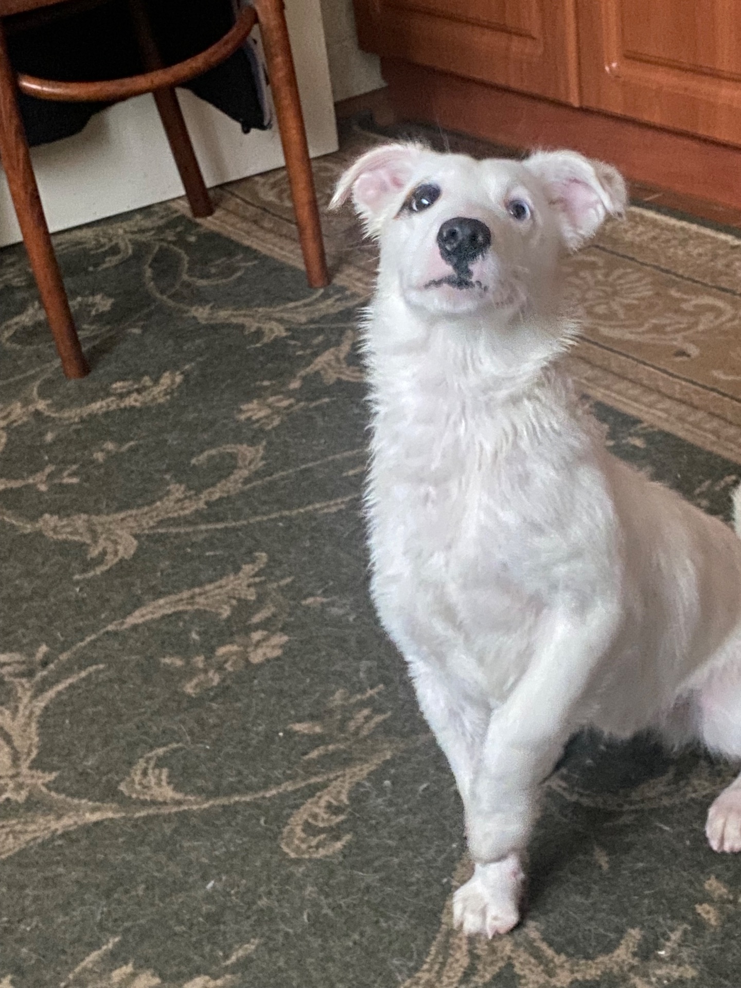 Срочно, продам щенка