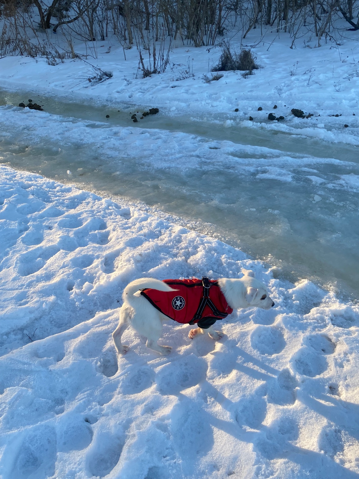 Срочно, продам щенка