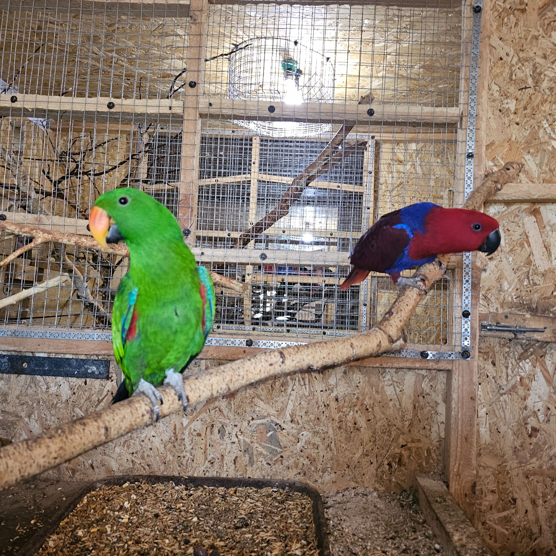 Еклектуси - сформована пара