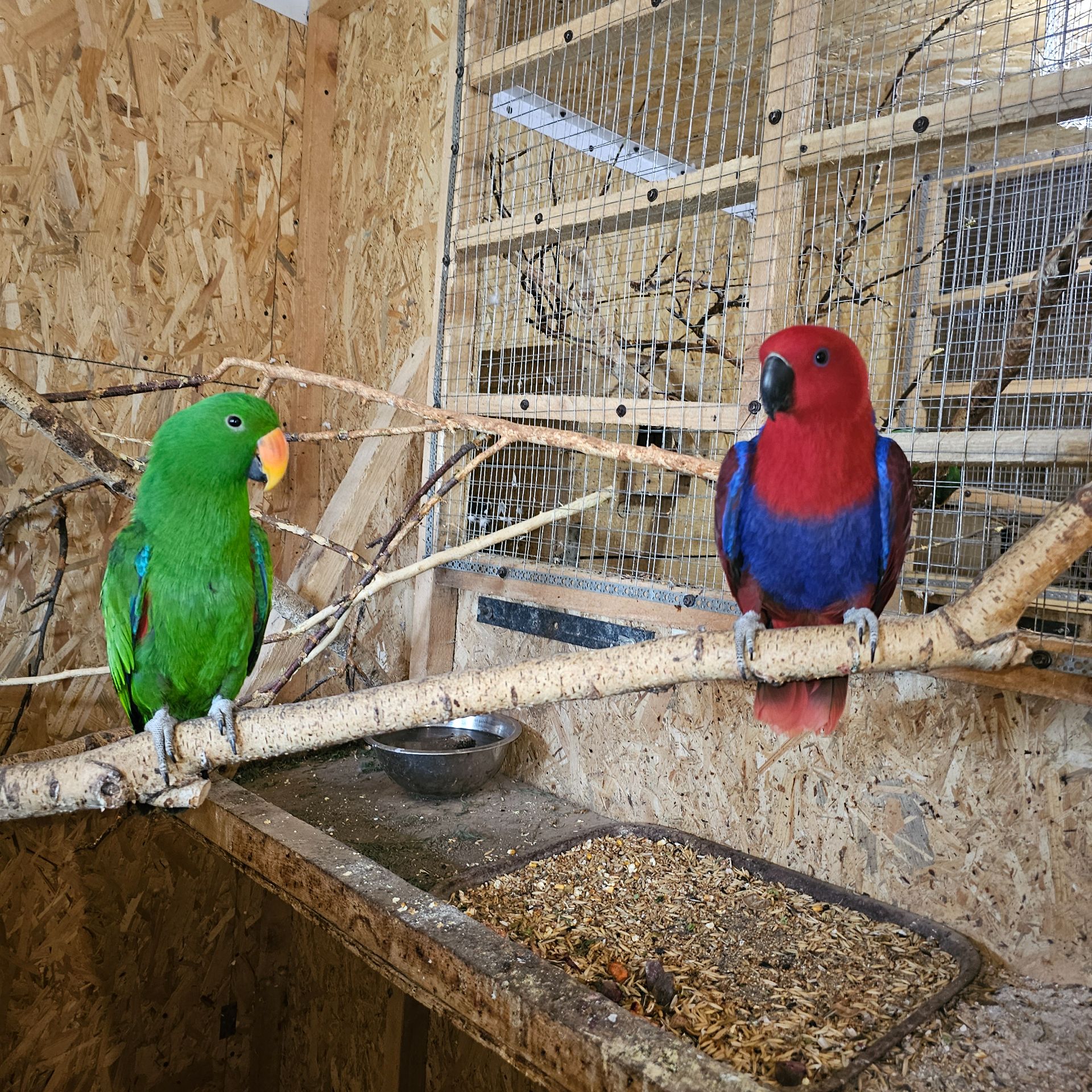 Еклектуси - сформована пара