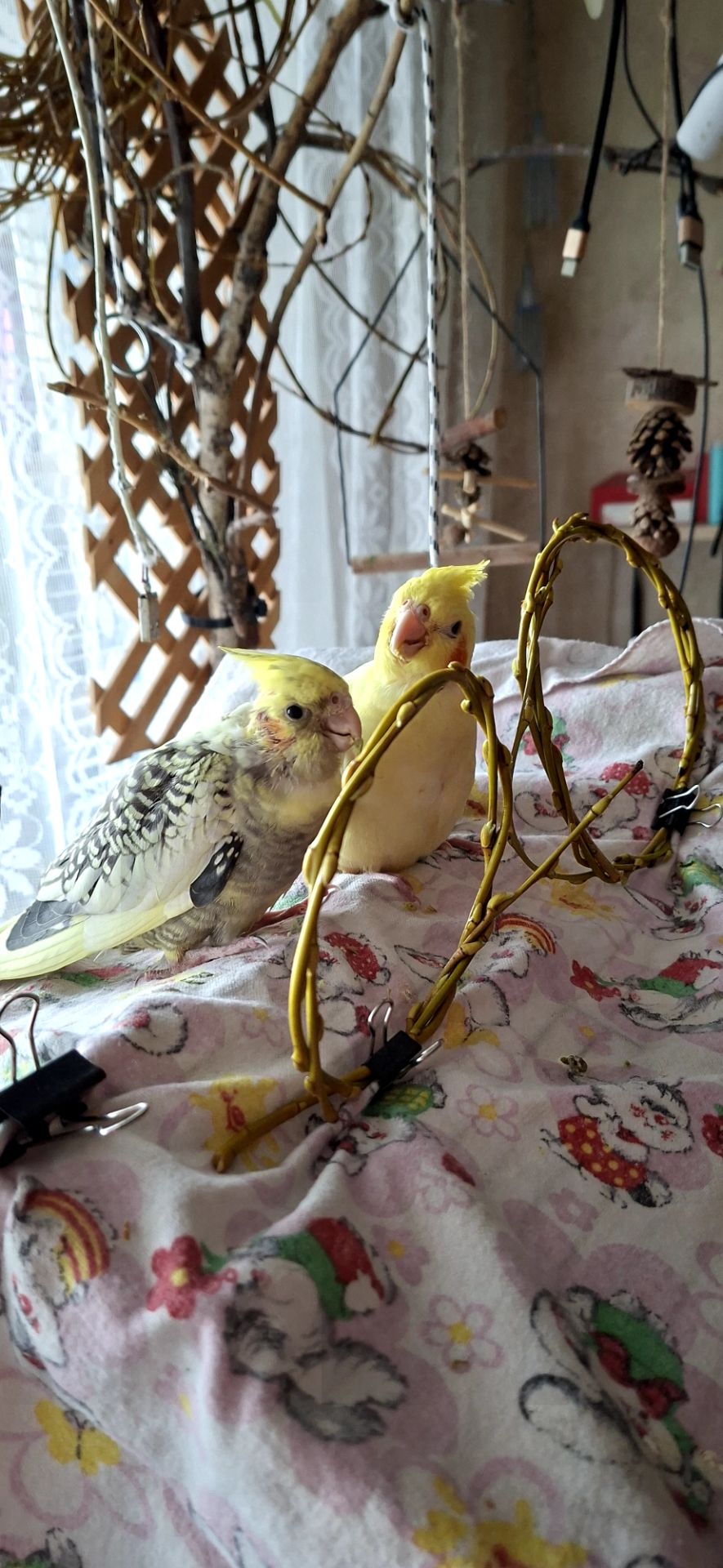 Карела-детеныш