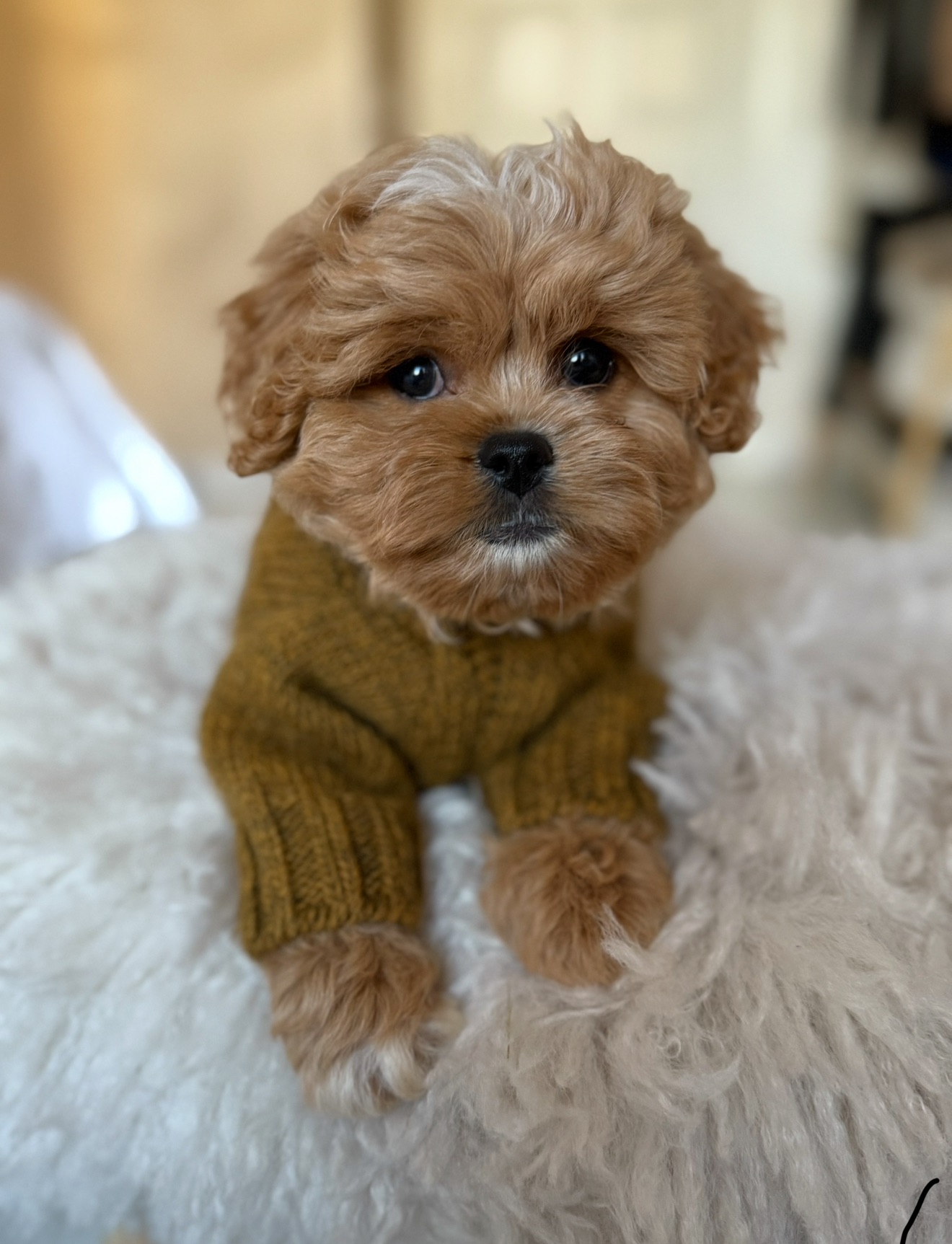 Цуценята преміальні мальтипу