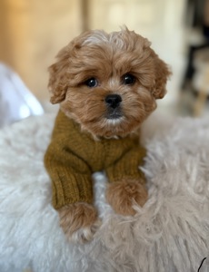 Цуценята преміальні мальтипу