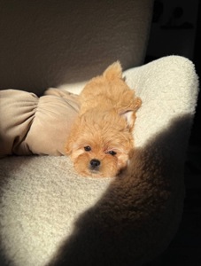 Цуценята преміальні мальтипу