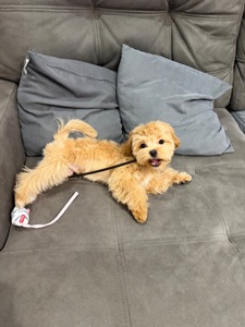 Продам прекрасного малыша