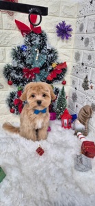 Продам прекрасного малыша