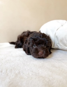 Цуценята преміальні мальтипу