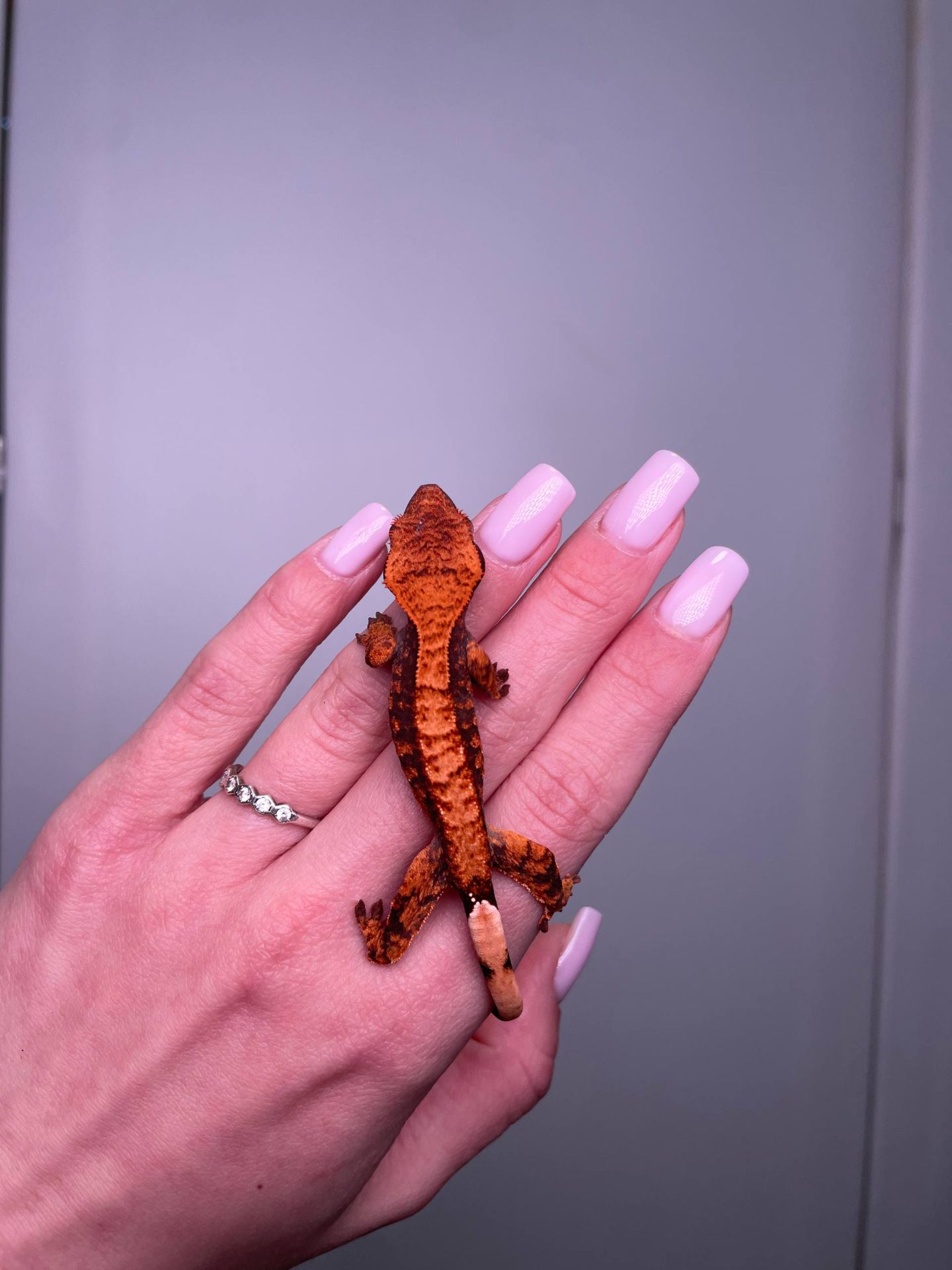 Війковий гекон бананоїд, війчастий гекончик, яскраві ручні ящірки для дому, яскраві різні кольори