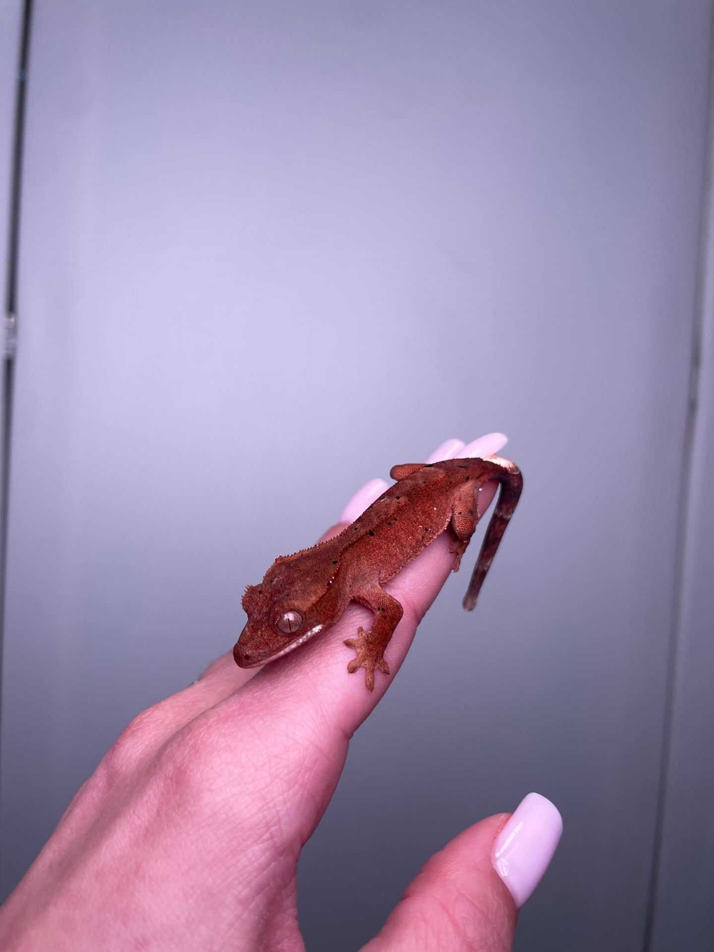 Війковий гекон бананоїд, війчастий гекончик, яскраві ручні ящірки для дому, яскраві різні кольори