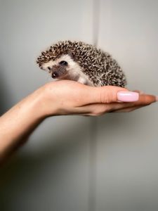 Африканские ёжики, африканські ручні їжачки, мега ласковые и милые