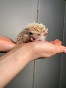 Африканские ёжики, африканські ручні їжачки, мега ласковые и милые