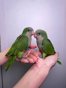 Каліта монах, ручний ченець папуг для сім'ї, викормиші ручні монахи зелені, лаймові, жовті та білі