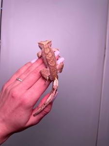 Війковий гекон бананоїд, війчастий гекончик, яскраві ручні ящірки для дому, яскраві різні кольори