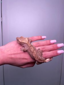 Війковий гекон бананоїд, війчастий гекончик, яскраві ручні ящірки для дому, яскраві різні кольори