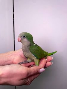 Каліта монах, ручний ченець папуг для сім'ї, викормиші ручні монахи зелені, лаймові, жовті та білі