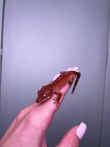 Війковий гекон бананоїд, війчастий гекончик, яскраві ручні ящірки для дому, яскраві різні кольори