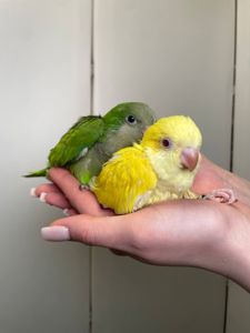 Каліта монах, ручний ченець папуг для сім'ї, викормиші ручні монахи зелені, лаймові, жовті та білі