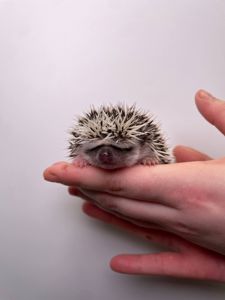 Африканские ёжики, африканські ручні їжачки, мега ласковые и милые
