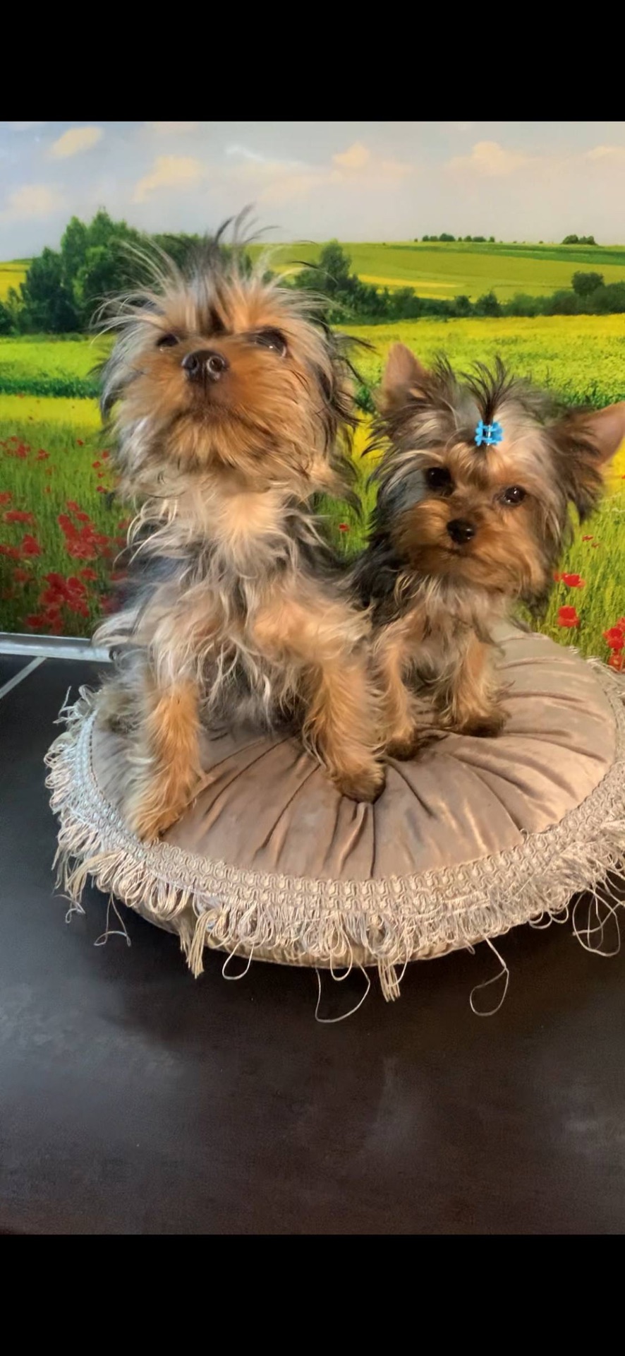 Цуценя мiнI йоркширского терьера, baby face