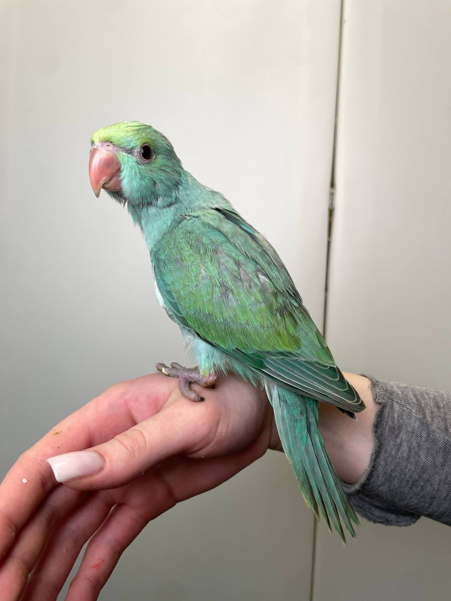 Намистовий папуга, ожереловий папуга, ручні малюки викормиші, Крамера, кільчастий папуга