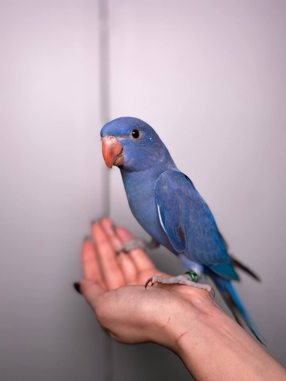 Намистовий папуга, ожереловий папуга, ручні малюки викормиші, Крамера, кільчастий папуга