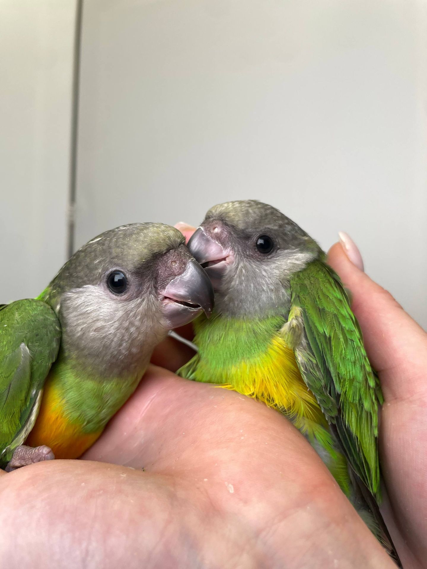 Сенегальский папуга, сенегал, сенегалець, сенегальский длиннокрылый попугай