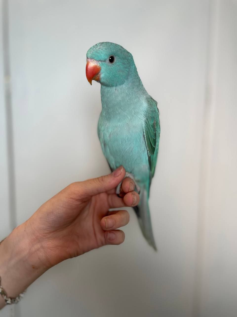 Намистовий папуга, ожереловий папуга, ручні малюки викормиші, Крамера, кільчастий папуга