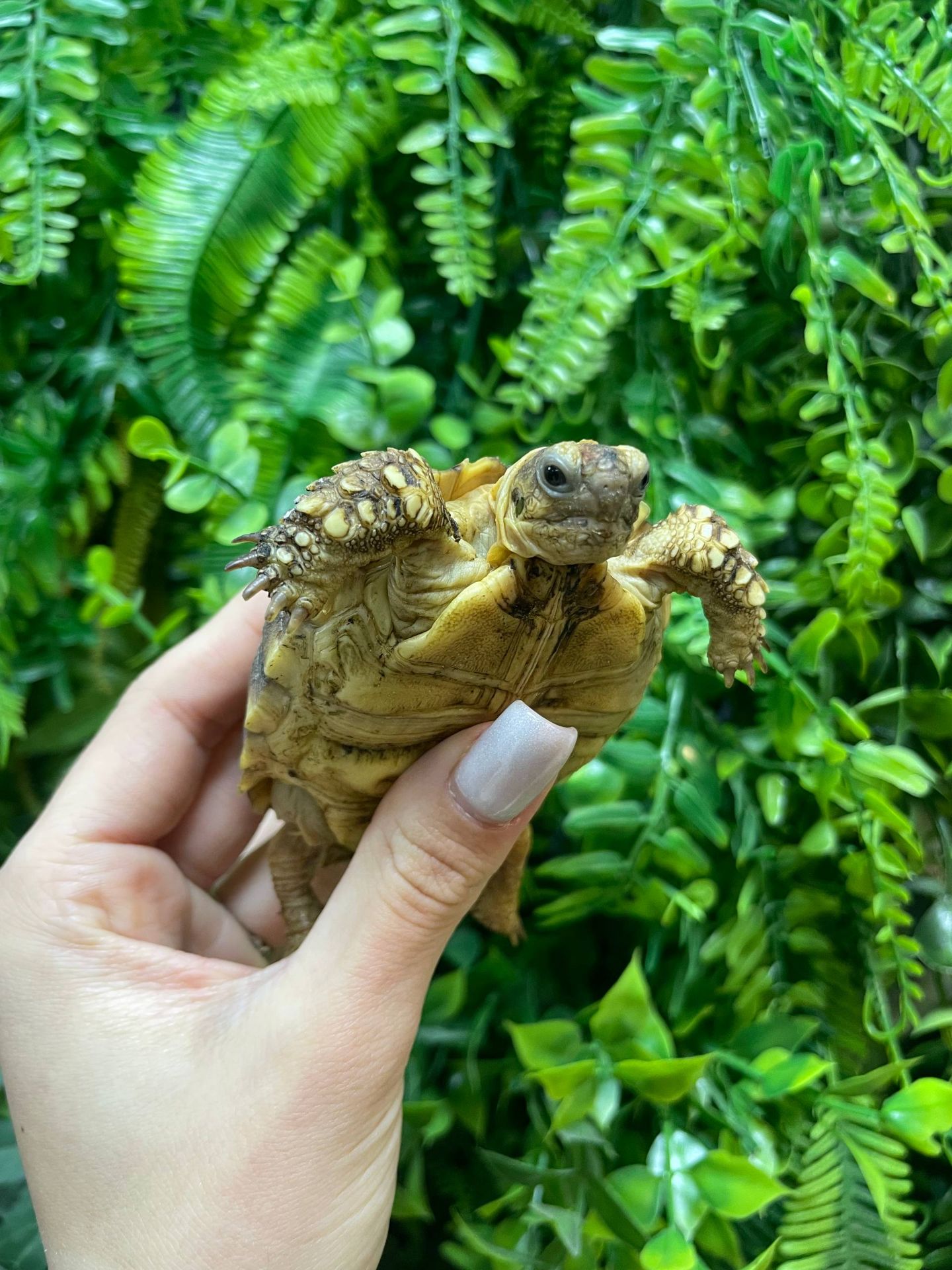 Сухопутна черепаха середньоазіатся та балканська