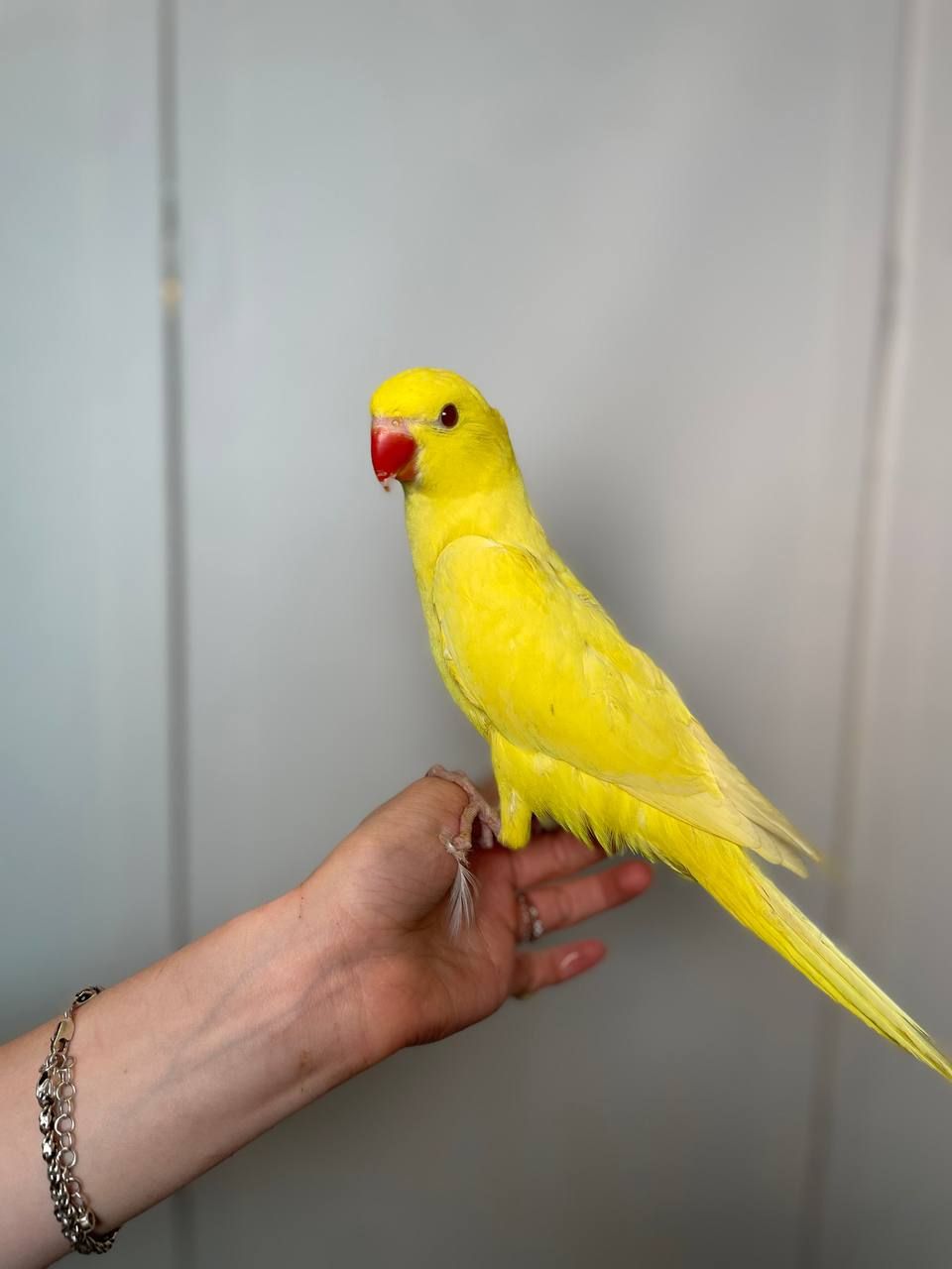 Намистовий папуга, ожереловий папуга, ручні малюки викормиші, Крамера, кільчастий папуга