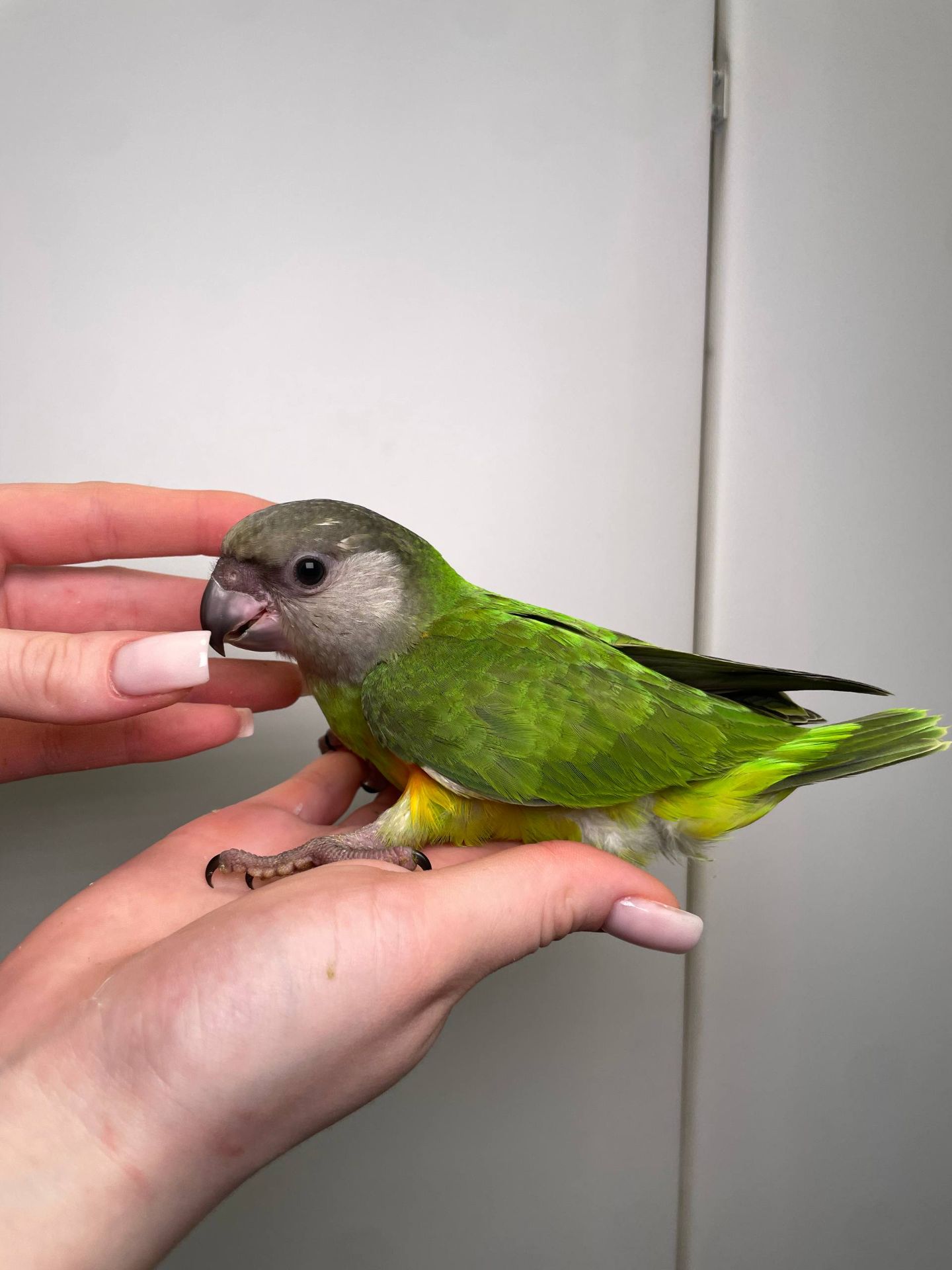 Сенегальский папуга, сенегал, сенегалець, сенегальский длиннокрылый попугай