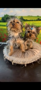 Цуценя мiнI йоркширского терьера, baby face