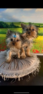 Цуценя мiнI йоркширского терьера, baby face