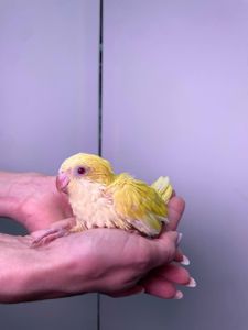 Каліта монах, ручний квакер, неймовірні папуги для дому, окільцьовані монахи з днк тестом